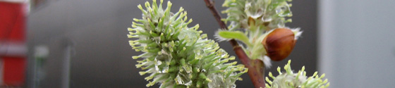 201003-Weiden.jpg