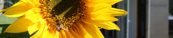 201009-Sonnenblume.jpg