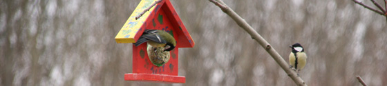 20110129-Vogelfuetterung