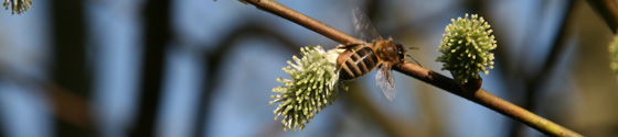 Bienen-an-Weide
